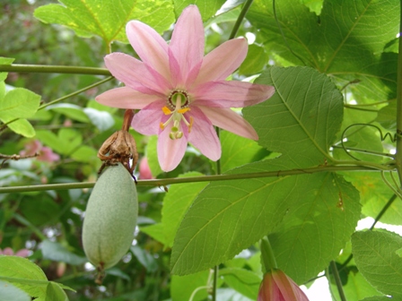 9_passiflora mollissima